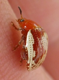 Sumac Flea Beetle
